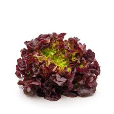 LAITUE FEUILLE DE CHENE ROUGE – الخس الاحمر