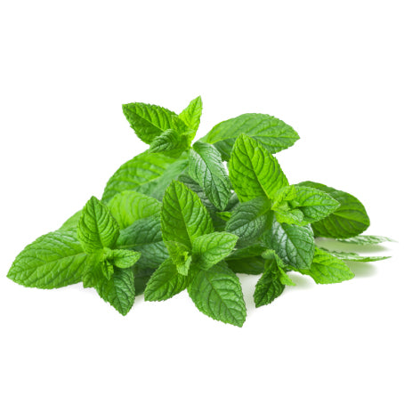 MENTHE – نعناع